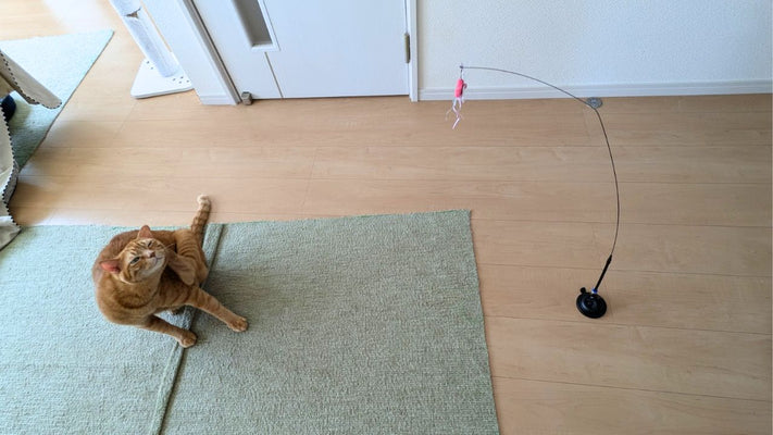 【おもちゃレポ】床にくっつく自立式の猫じゃらしをGET！愛猫のリアクションは…？