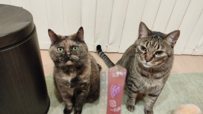 食べ物の恨みは怖い…「ちゅーる」やキャットフードと誤解されやすいものって多すぎない？