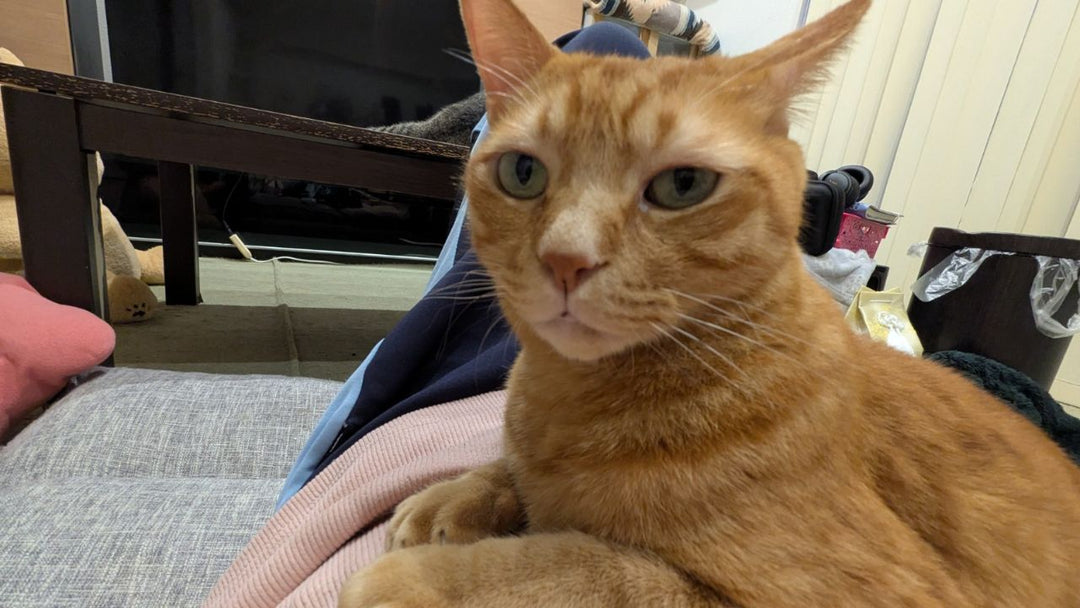 「もしかして後輩猫だと思ってる？」夫にだけ心配性な末っ子猫の行動が面白い