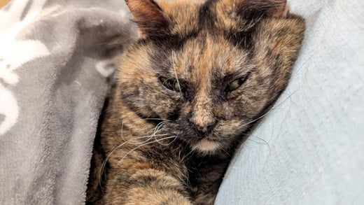 「あいつが担当医になったのかよ」 動物病院で“苦手な獣医師”への苛立ちが隠せない愛猫