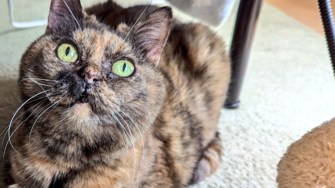 ペットロスの悲しみに寄り添うには？愛猫を亡くした私が救われた“慰め方＆励まし方”TOP5