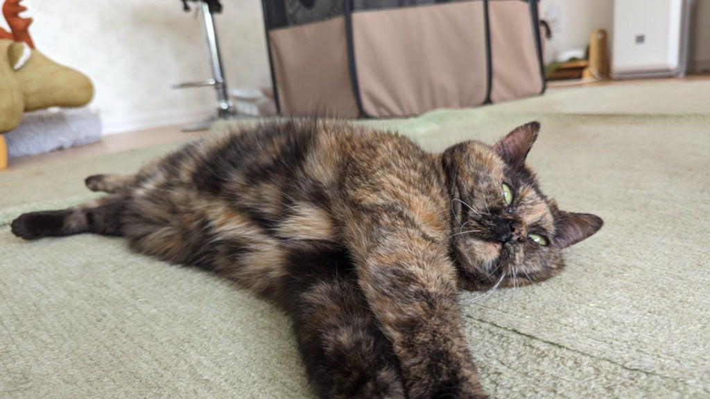【リアルな闘病記録】愛猫が“脱臼”した時の治療期間は？