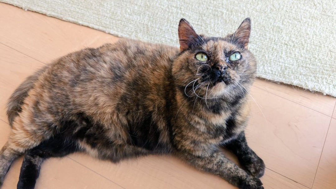 「あの子を救えなかった」と責めないでほしい　愛猫が命の危機に瀕した時に思い出してほしい“心の守り方”