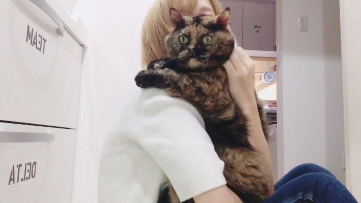 Who knew 50ml of fluid had accumulated in her chest? My cat was diagnosed with hemangiosarcoma, and I learned "key points for post-operative follow-up care."