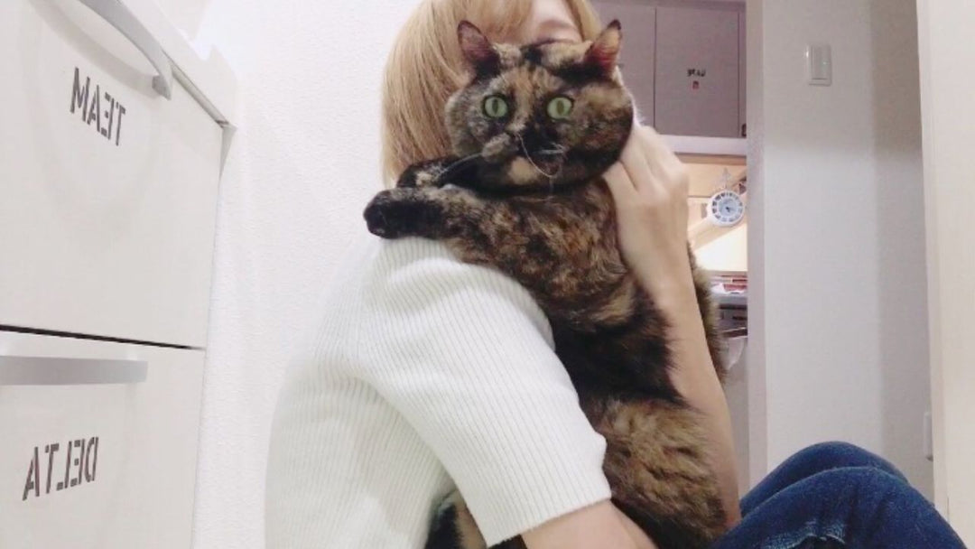 まさか胸水が50mlも溜まっていたなんて… 愛猫が「血管肉腫」になって知った“術後の経過観察で診てもらうべきポイント”