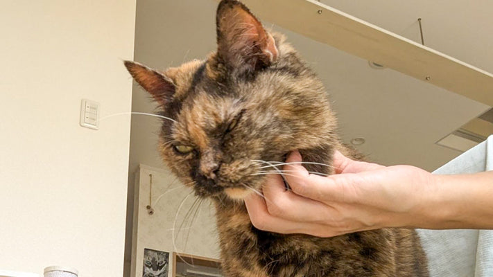 【まじかよ】“顎下ナデナデ”が気持ちよくない猫っているんだね…