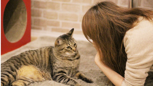 猫への接し方は“自分がされたいこと”を表している！？――愛猫との暮らしで気づいた心理学