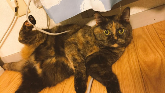“家に帰れなかった私”を救ったのは猫だった　愛猫との暮らしで変わった帰宅への価値観