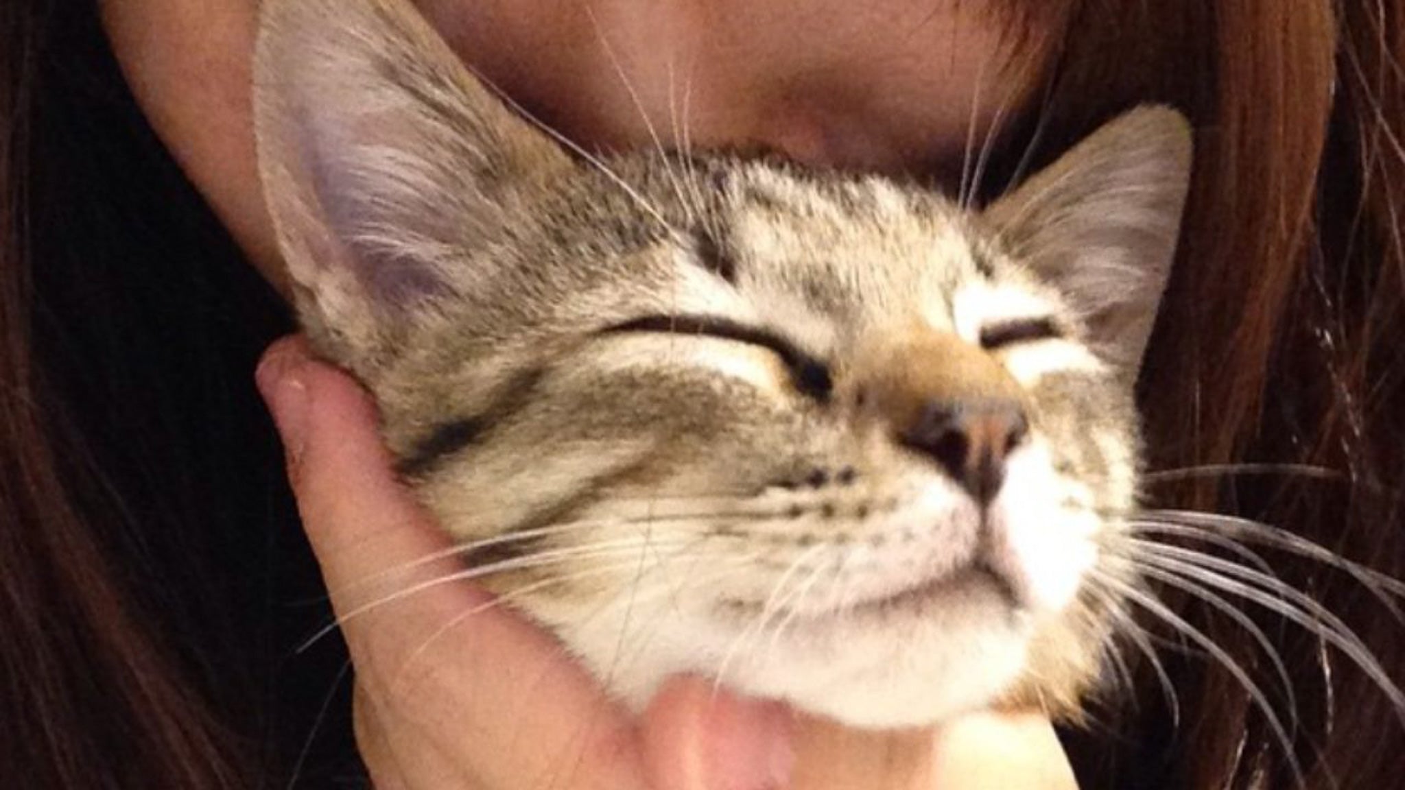 「好みを知るって大変だ…」 猫って“ナデナデの力加減”にこだわりありすぎない？