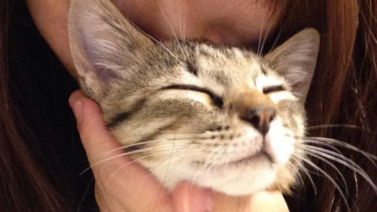 「好みを知るって大変だ…」 猫って“ナデナデの力加減”にこだわりありすぎない？