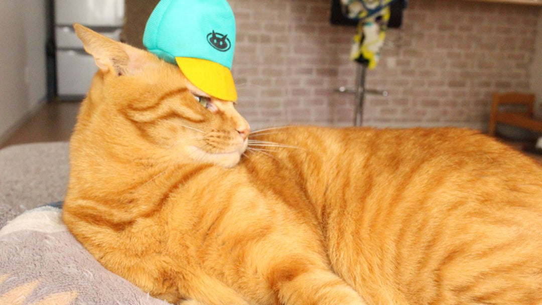 真剣考察！猫の“踏みつけ”は“愛情表現”か単なる“通過”か