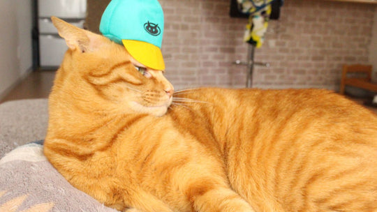 真剣考察！猫の“踏みつけ”は“愛情表現”か単なる“通過”か