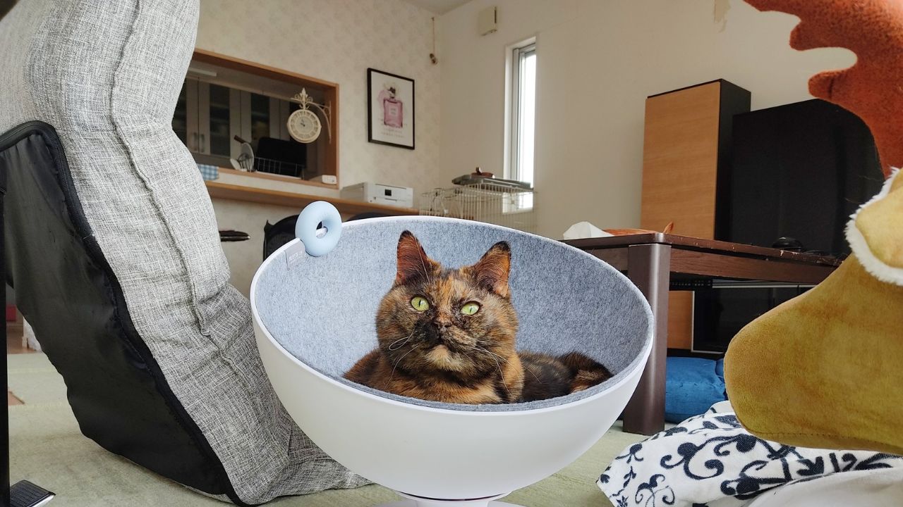 【ペットロス体験記】「もっとできたかもしれない」後悔が止まらない夜に、自分へかけてほしい言葉