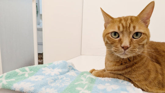 猫は入浴中の飼い主を心配してるってホント？“溺れたフリ”への反応を検証してみた
