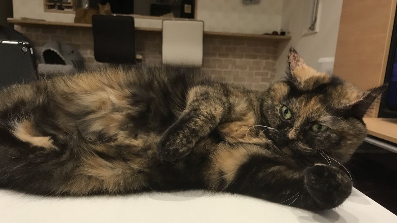 【実体験】ペットロスの辛さは“時間の経過”でどう変わる？愛猫が亡くなって半年後の“リアルな心境”