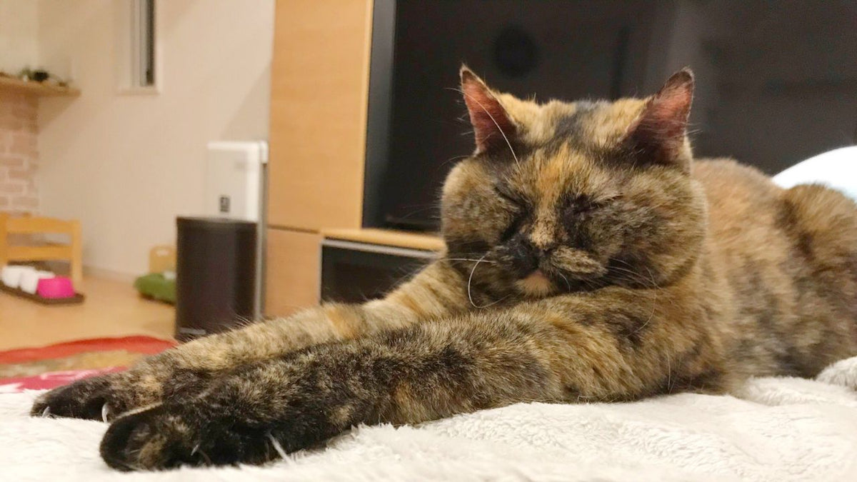 ついに猫派遣組織「NNN」が来た！？夜10時、近所の人が連れてきた段ボールの子猫