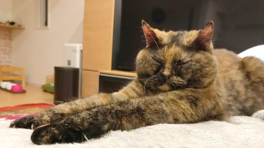 ついに猫派遣組織「NNN」が来た！？夜10時、近所の人が連れてきた段ボールの子猫