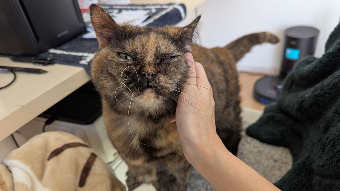 【ペット火葬のリアル】愛猫を見送った飼い主の体験談と“後悔しないペット葬儀社の選び方