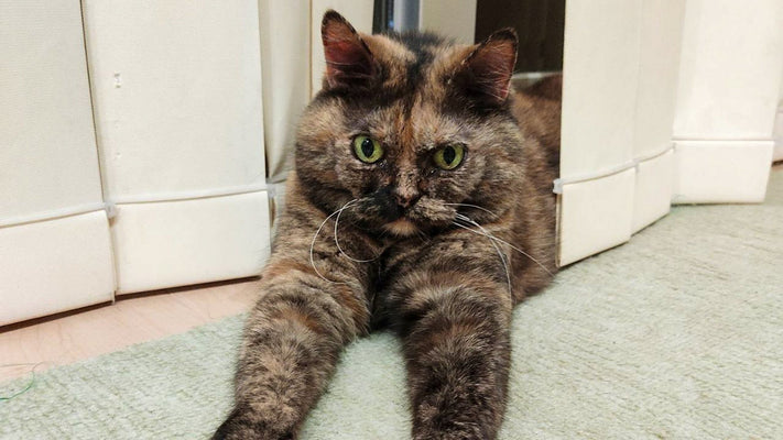 キミも“サビ沼”にハマろうよ！一緒に暮らしてしみじみ思う「サビ猫」の魅力