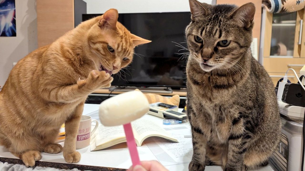 アイスを食べようとすると飛んでくる猫パンチ　愛猫が私だけにする“偶然を装う強奪”が賢すぎる