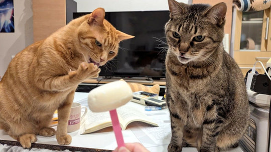 アイスを食べようとすると飛んでくる猫パンチ　愛猫が私だけにする“偶然を装う強奪”が賢すぎる