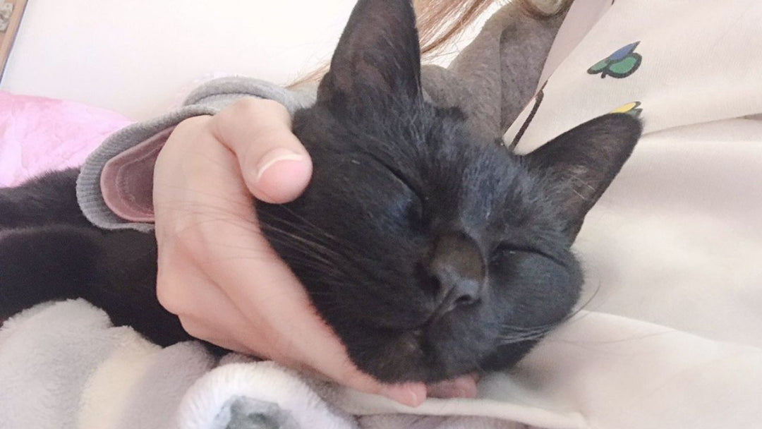 「大好き」と言えなくてごめん　”ただ飼っていただけ”の三毛猫への消えない後悔