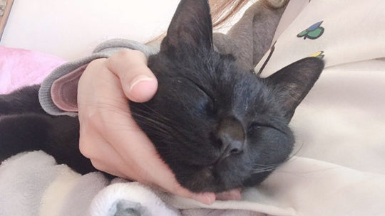 「大好き」と言えなくてごめん　”ただ飼っていただけ”の三毛猫への消えない後悔