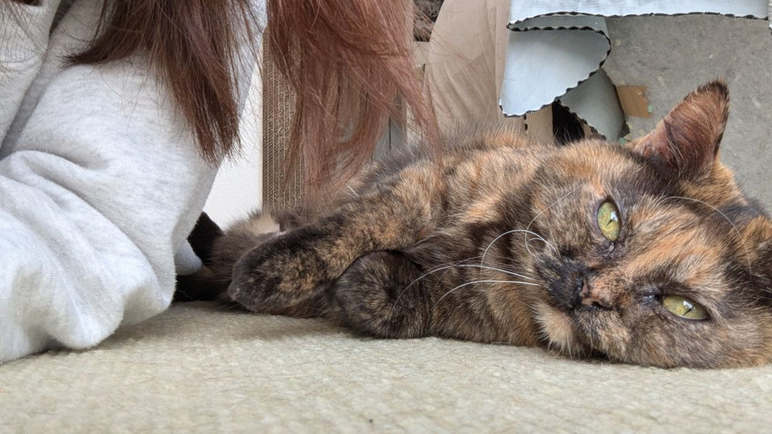 愛猫が急に歩けなくなった…原因は「35度」の低体温！奇跡的に命を紡げた日