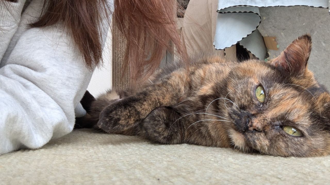 愛猫が急に歩けなくなった…原因は「35度」の低体温！奇跡的に命を紡げた日