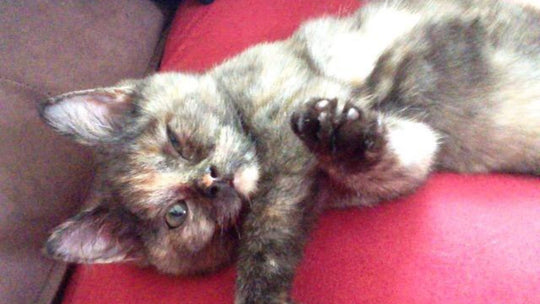 愛猫の骨壺を抱えて号泣した夜――ペットロスの心を“そっと癒してくれた曲”3選