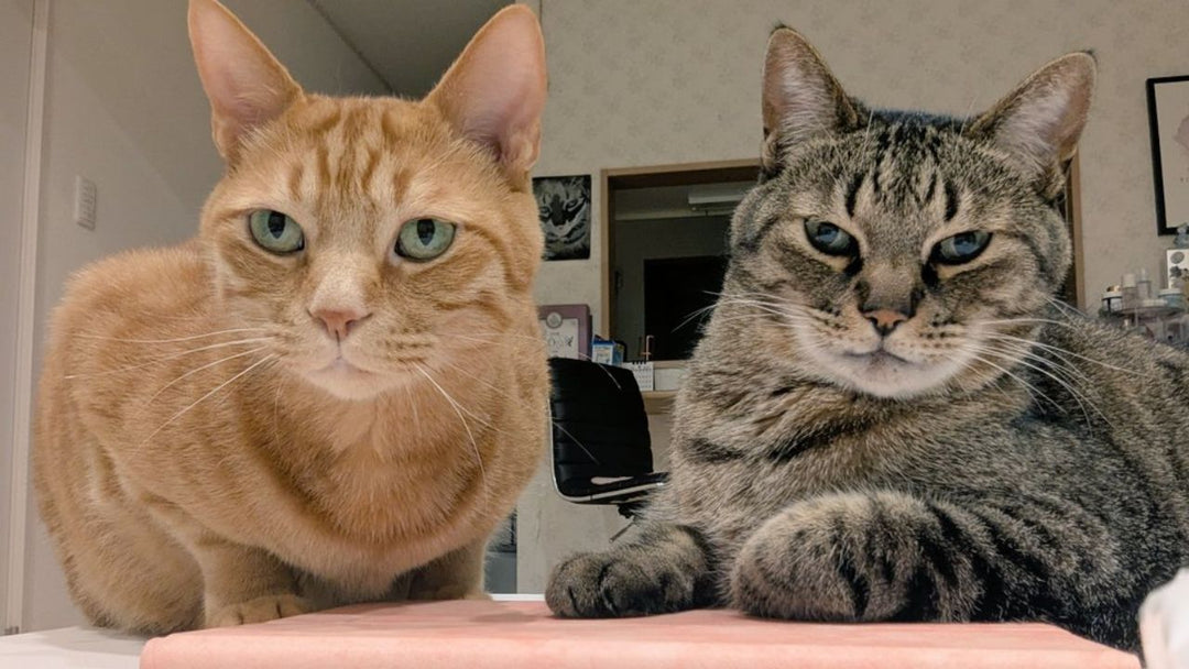 愛猫に言って後悔した言葉5選！飼い主が謝った“あの日のNGワード”とは？