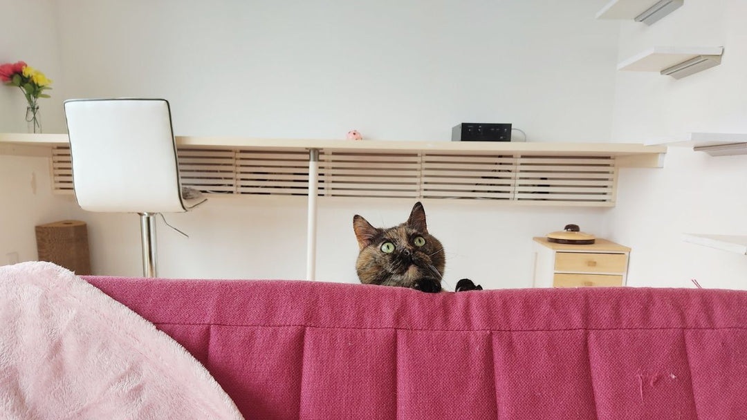 「ペットロス」で終わらせたくない――亡き愛猫が私にくれた“36歳からの夢”