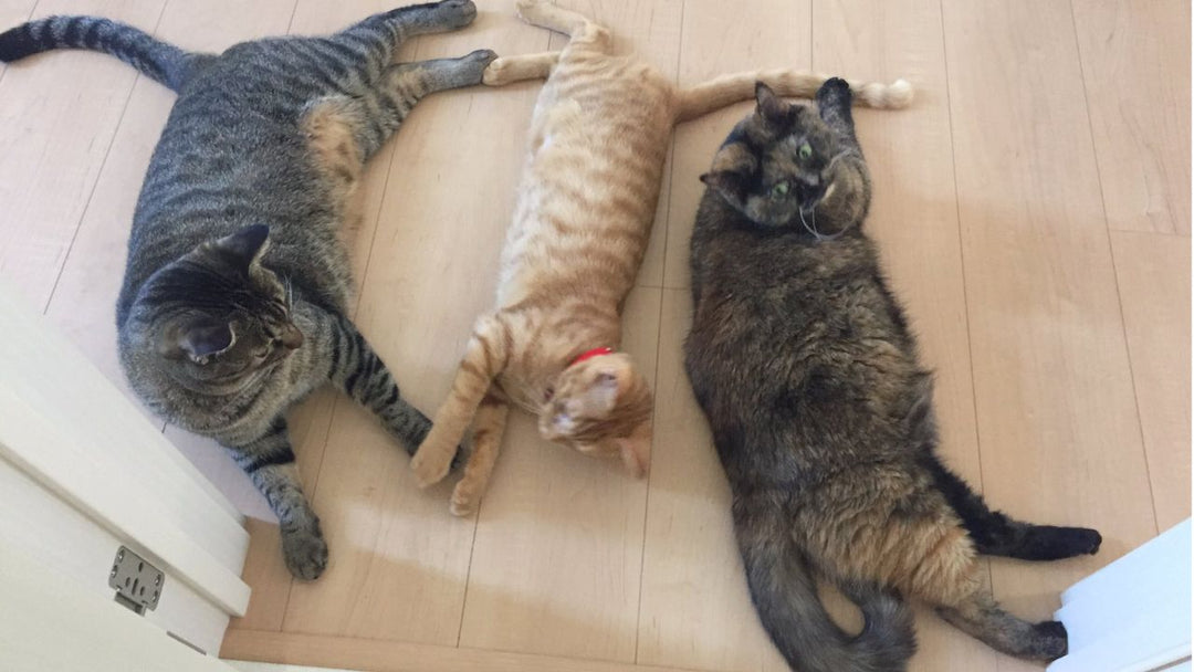 【夏の疑問】なぜ猫は人間の動線に落ちているのか？ 猫飼いが大まじめに考察してみた