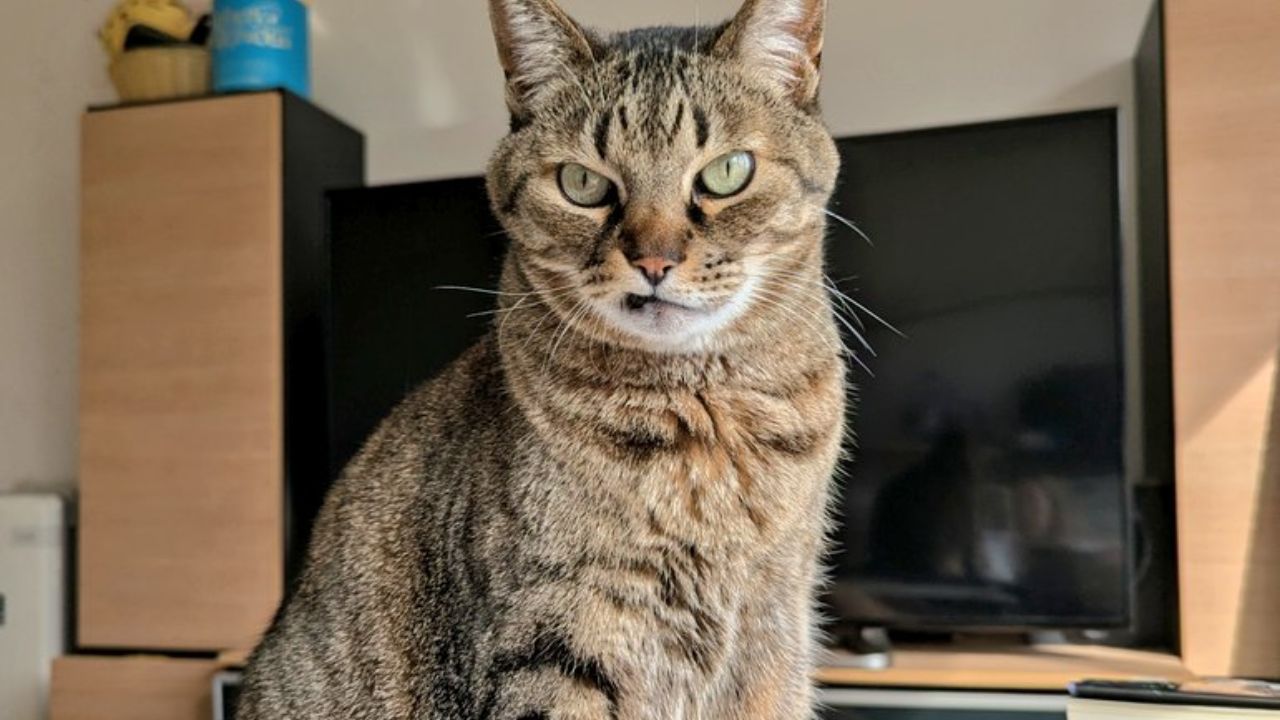 愛猫の歯が“唇にひっかかる”ように…気づいて学んだ「歯が抜けた後の注意点」