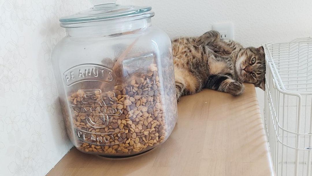 猫は「死」を理解できる…？愛猫の逝去後に同居猫たちが見せた“意外な行動”と“変化”