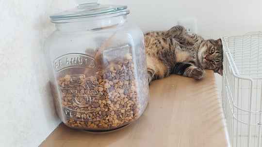 猫は「死」を理解できる…？愛猫の逝去後に同居猫たちが見せた“意外な行動”と“変化”