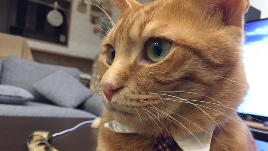 離婚を機に激変した子も――猫好きの私が愛猫から「家族」と認められるまで