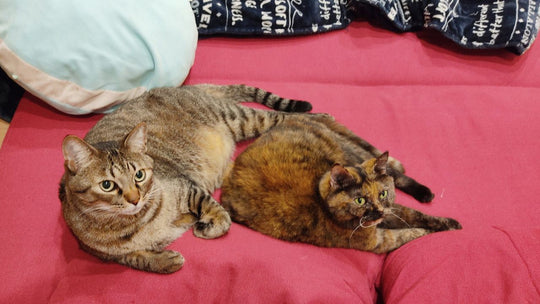 「人間嫌い」の父が見せる不器用な優しさ　猫が教えてくれた父の本当の姿