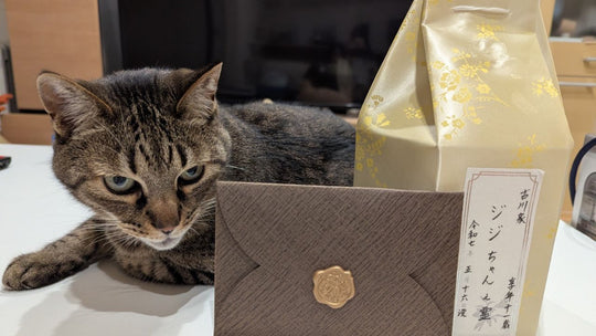 猫の一周忌に何をする？ 遺骨リングのケアと手紙で愛猫を偲んだ飼い主の記録