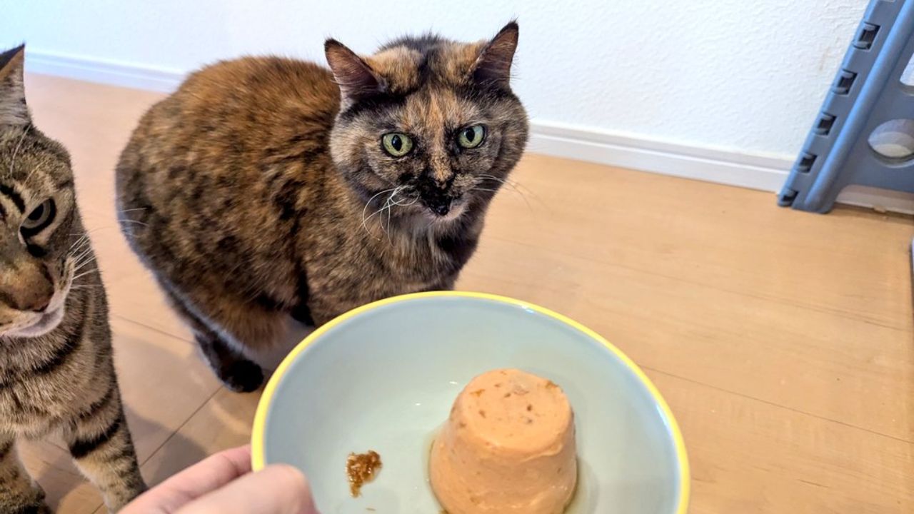 余命宣告された愛猫へ…最期の誕生日に飼い主が贈った“プレゼント”とは?|ぽぽねこの読みもの – ぽぽねこ公式オンラインショップ