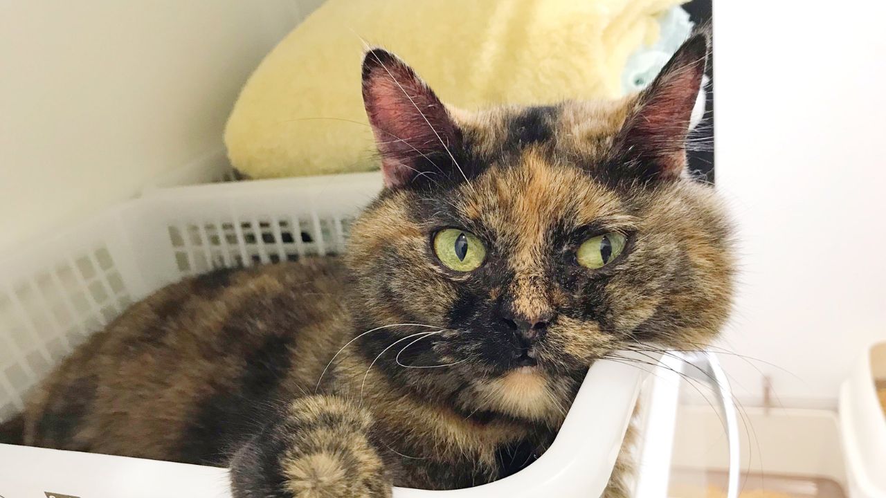 猫が立てる“生活音”ってなんでこんなに尊いの？飼い主が選ぶ癒しの音ベスト３