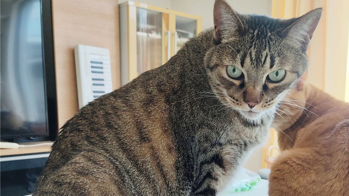 毎朝吐く12歳の愛猫　病院では異常なし…数日後、飼い主が知った「意外な原因」