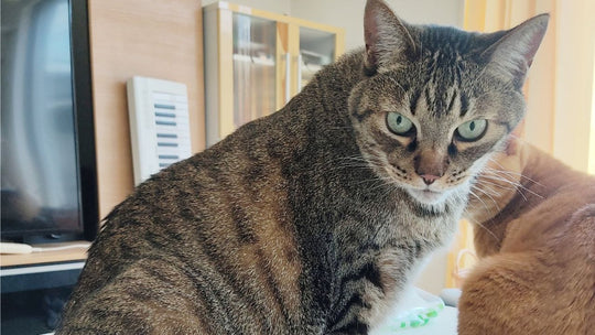 毎朝吐く12歳の愛猫　病院では異常なし…数日後、飼い主が知った「意外な原因」