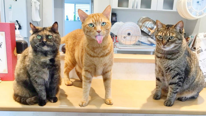 住んで7年目のリアルなレビューも！猫砂の「飛び散り問題」を解決する猫トイレの工夫