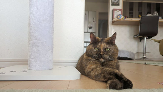 だから猫に好かれるんだな…夫がなにげなく口にした“猫想いな名言“