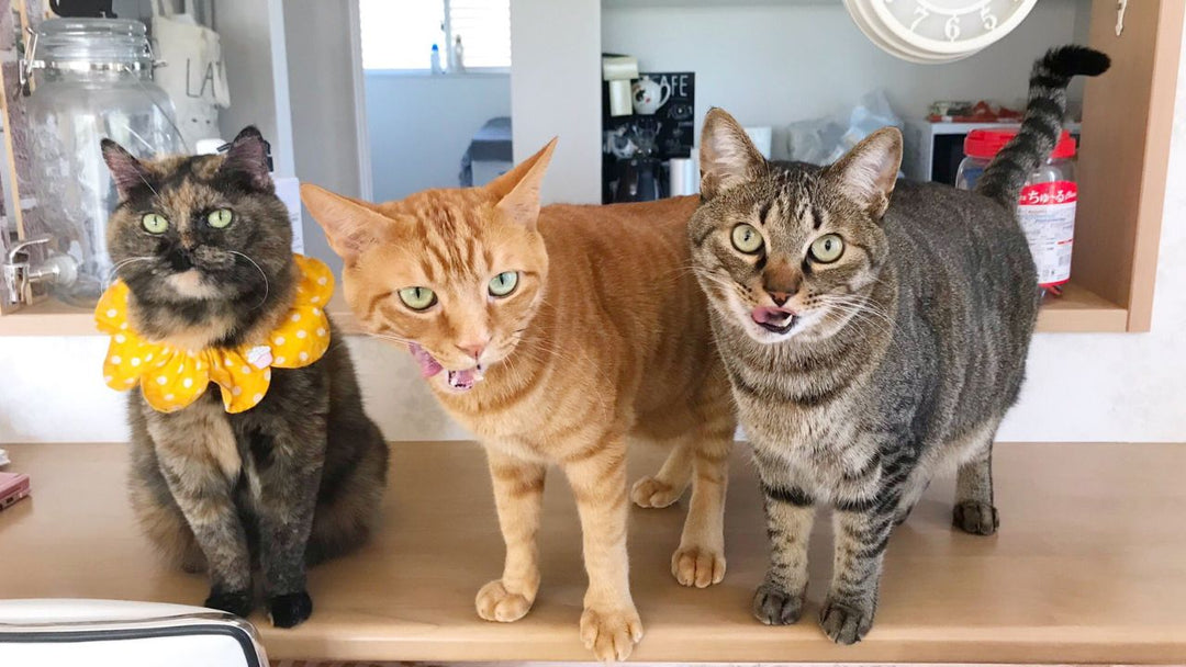 「私は主役じゃなくていい」猫ライターが猫系YouTuberにならなかった理由