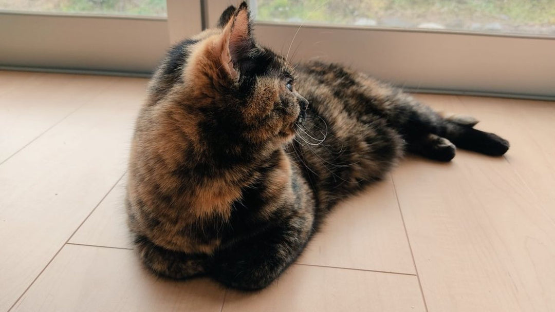 亡き愛猫と同じ柄の猫を迎えよう——そう願った私が見た“不思議な夢”の翌日