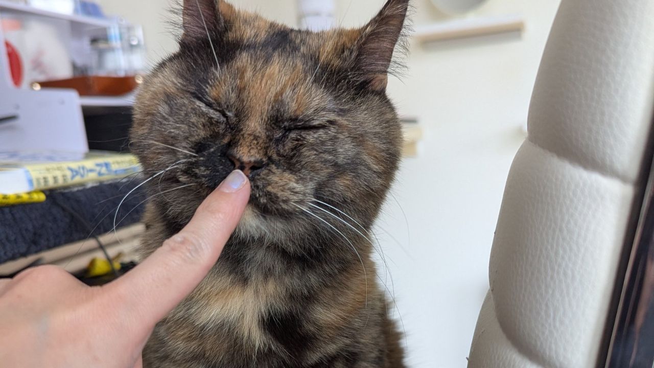 亡き愛猫の遺骨リングを失くした夜――必死に探し続けて気づいた”生きる支え”