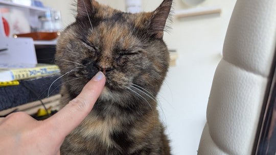 亡き愛猫の遺骨リングを失くした夜――必死に探し続けて気づいた”生きる支え”