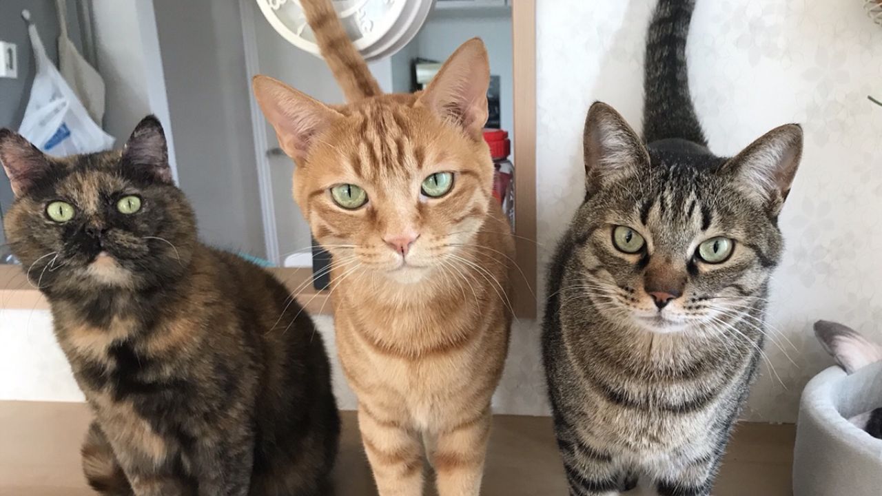 先代猫を“飼っていた”後悔が、今の私をつくった――猫との暮らしが教えてくれた「飼う」と「共に生きる」の決定的な違いとは？